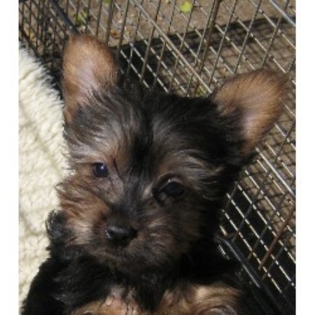Silky Terrier Breeder in Sun Valley, California