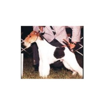 Wire Fox Terrier Breeder in Sun Valley, California