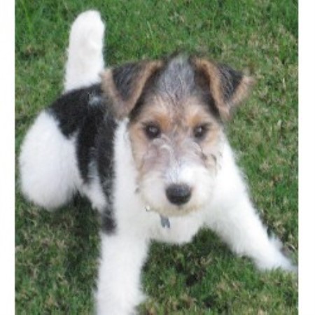 wire fox terrier puppies for sale near me florida rat terriers decker rat terrier florida adorable rat terrier puppies wire fox terrier puppies for sale near me florida rat terriers decker rat terrier florida adorable rat terrier puppies