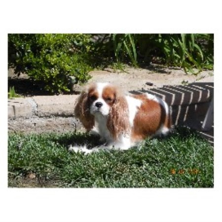 Cavalier King Charles Spaniel Breeder in Newbury Park, California