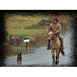 Australian Cattle Dog Stud in New York