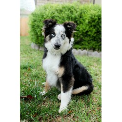 Border Collie Stud in Texas