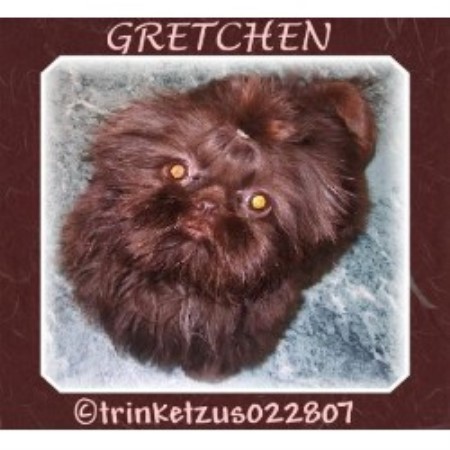new york shih tzu breeders trinketzus shih tzu breeder in new york new york shih tzu breeders trinketzus shih tzu breeder in new york
