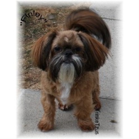 shih tzu nyc trinketzus shih tzu breeder in new york listing id 16726 shih tzu nyc trinketzus shih tzu breeder in new york listing id 16726
