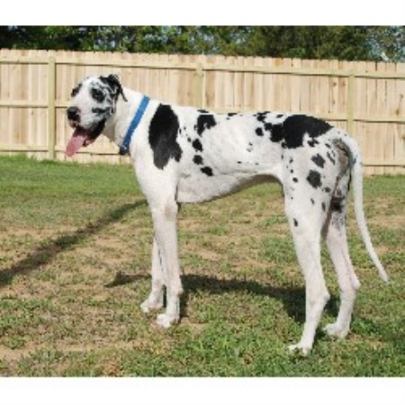 great dane puppies tennessee ruffhouse danes great dane breeder in trezevant tennessee listing id 16730 great dane puppies tennessee ruffhouse danes great dane breeder in trezevant tennessee listing id 16730