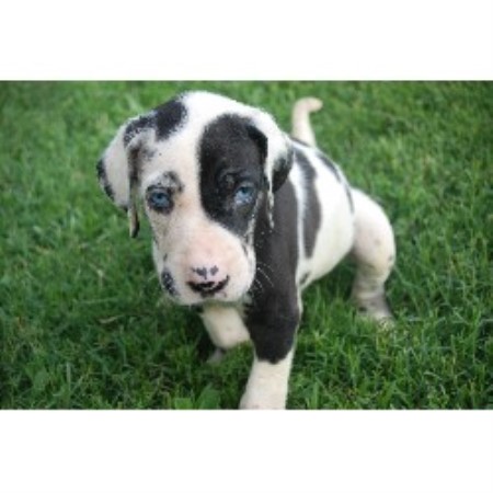 Great Dane Breeder in Trrezevant, Tennessee