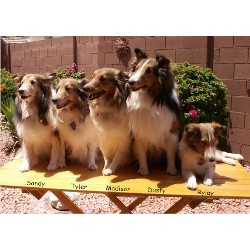Shetland Sheepdog Breeder in Peoria, Arizona