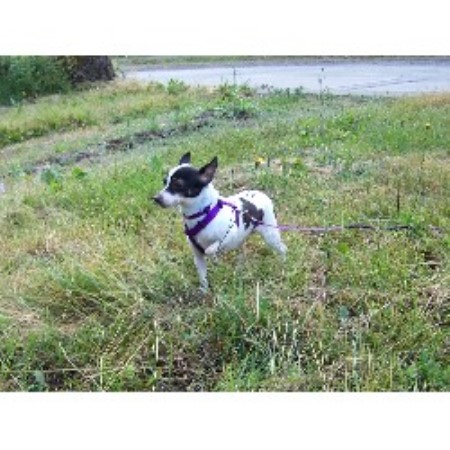 Rat Terrier Breeder in Harrison Mills, British Columbia