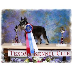Miniature Schnauzer Breeder in Claremore, Oklahoma