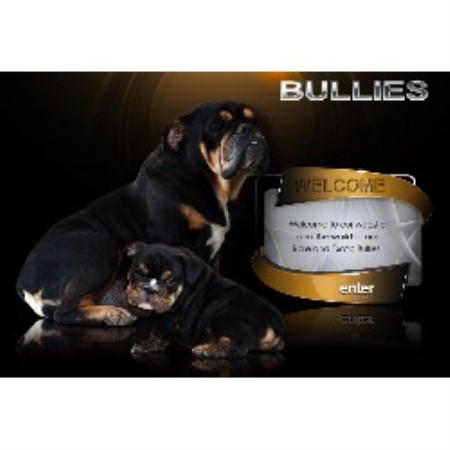 English Bulldog Breeder in Patterson, California
