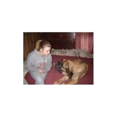 Mastiff Breeder in Minerva, Ohio