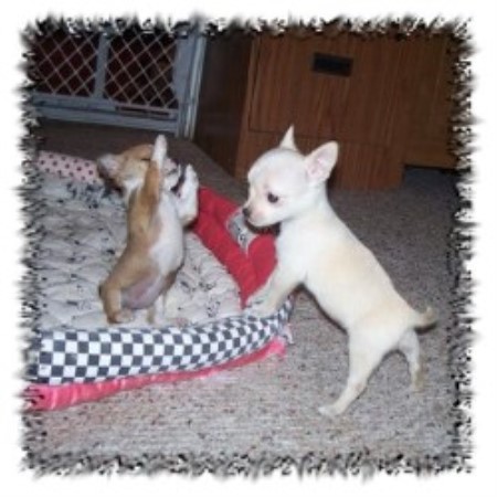 Chihuahua Breeder in Sylvania, Georgia