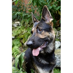 German Shepherd Dog Breeder in Altoona, Pennsylvania