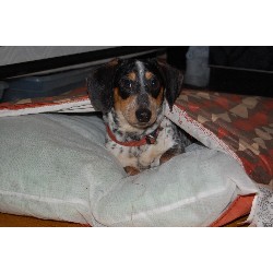 Dachshund Stud in Pennsylvania
