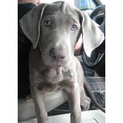 Labrador Retriever Stud in Texas