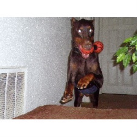 Doberman Pinscher Breeder in Freeport, Texas