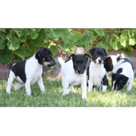 Rat Terrier Breeder in Modesto, California