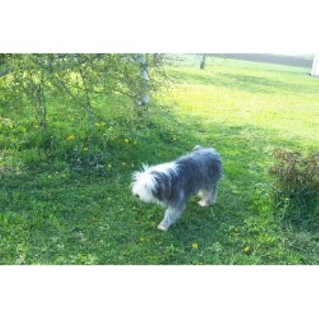 Bearded Collie Breeder in Shelburne, Ontario