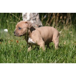 American Pit Bull Terrier Breeder in Santa Maria, California