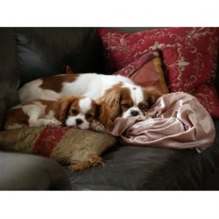 Cavalier King Charles Spaniel Breeder in Harrisonburg, Virginia