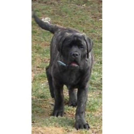 Mastiff Breeder in Blacklick, Ohio