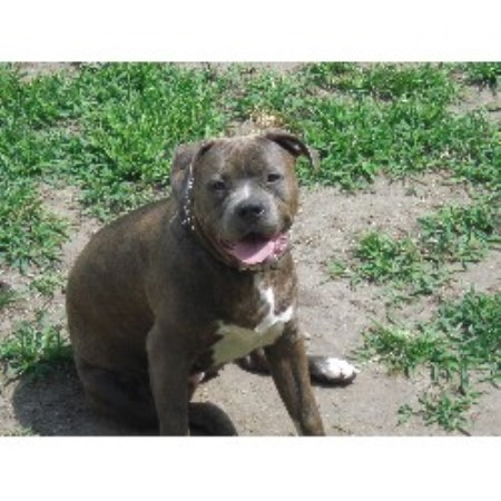 free puppies schenectady ny biggbloc kennels american pit bull terrier breeder in schenectady new york listing free puppies schenectady ny biggbloc kennels american pit bull terrier breeder in schenectady new york listing