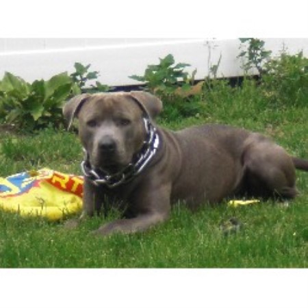 free puppies schenectady ny biggbloc kennels american pit bull terrier breeder in schenectady new york listing free puppies schenectady ny biggbloc kennels american pit bull terrier breeder in schenectady new york listing