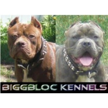 American Pit Bull Terrier Breeder in Schenectady, New York