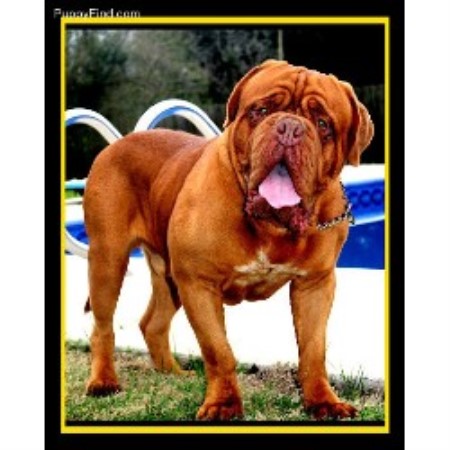 Dog De Bordeaux Rescue Florida Dog De Bordeaux Rescue Florida