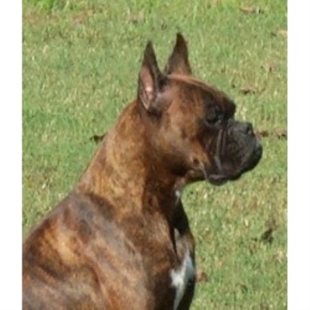 boxer puppies for sale in tn boxer breeders in utah breeds picture boxer puppies for sale in tn boxer breeders in utah breeds picture