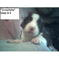 English Springer Spaniel Breeder in Tulsa, Oklahoma