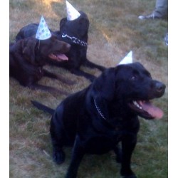 Labrador Retriever Stud in Washington