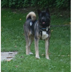 Akita Stud in Ohio