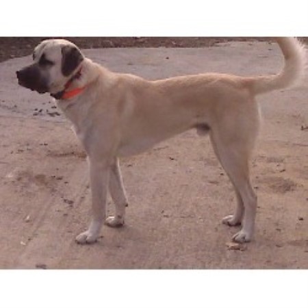 Anatolian Shepherd Dog Breeder in Independence, Kansas
