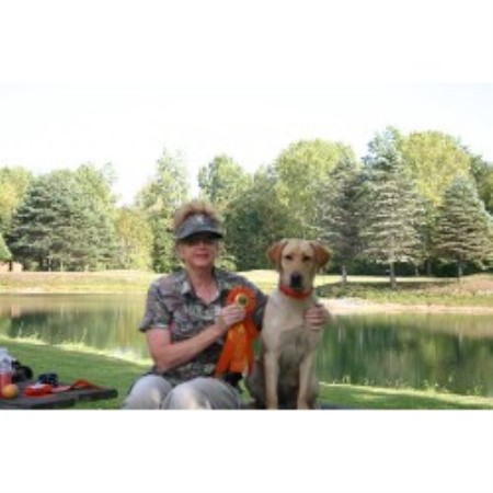 free lab puppies in michigan redstar kennels labrador retriever breeder in hemlock michigan free lab puppies in michigan redstar kennels labrador retriever breeder in hemlock michigan