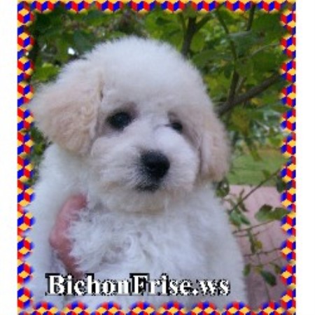 Bichon Frise Breeder in Apple River, Illinois