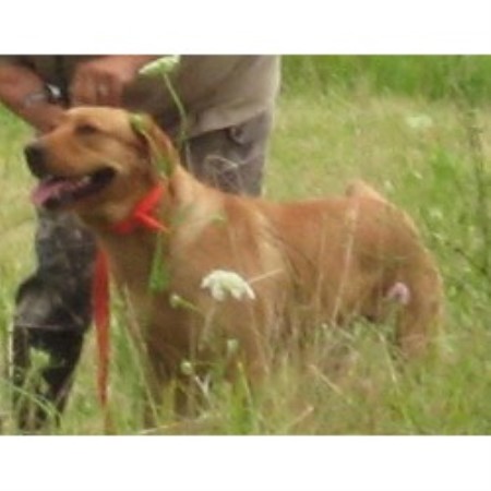 lab puppies for sale in central illinois certainty labradors labrador retriever breeder in sabina lab puppies for sale in central illinois certainty labradors labrador retriever breeder in sabina