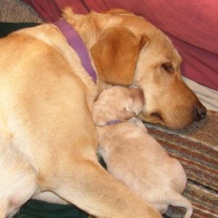 lab puppies for sale in central illinois certainty labradors labrador retriever breeder in sabina lab puppies for sale in central illinois certainty labradors labrador retriever breeder in sabina