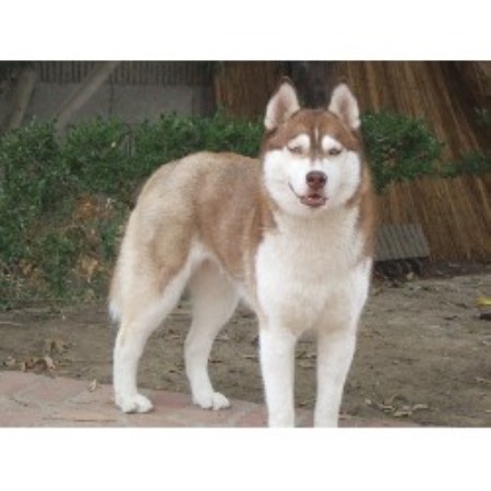 Siberian Husky Breeder in Laguna Hills, California