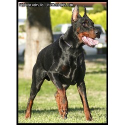 Doberman Pinscher Breeder in Tujunga, California