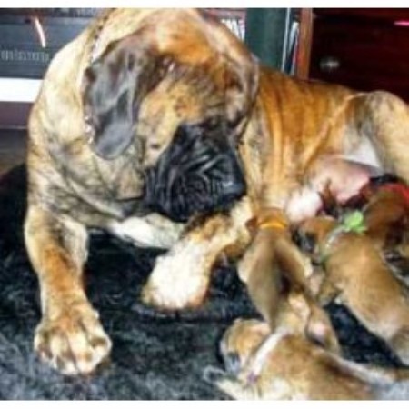 Mastiff Breeder in Maine, New York