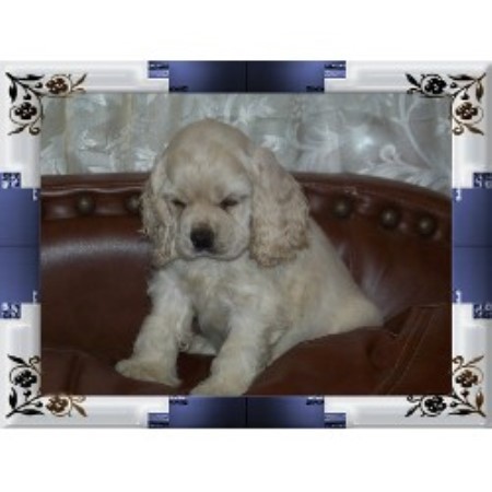 free puppies in louisiana tiny treasures cocker spaniels american cocker spaniel breeder in church point louisiana free puppies in louisiana tiny treasures cocker spaniels american cocker spaniel breeder in church point louisiana