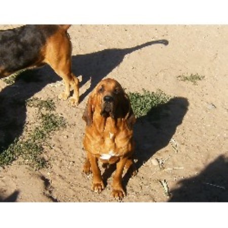 Bloodhound Breeder in Grant, Michigan