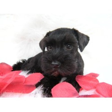 Miniature Schnauzer Breeder in Sanford, Florida