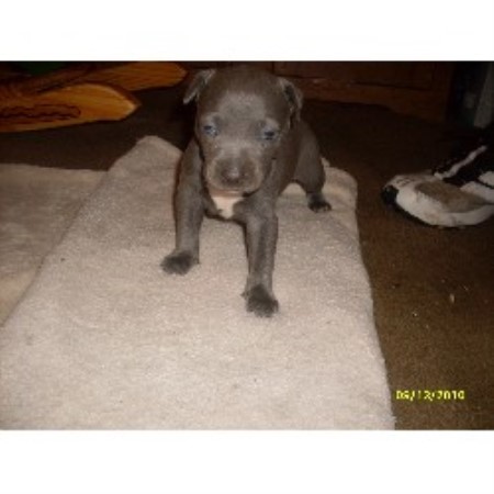 American Pit Bull Terrier Breeder in Nashville, Tennessee