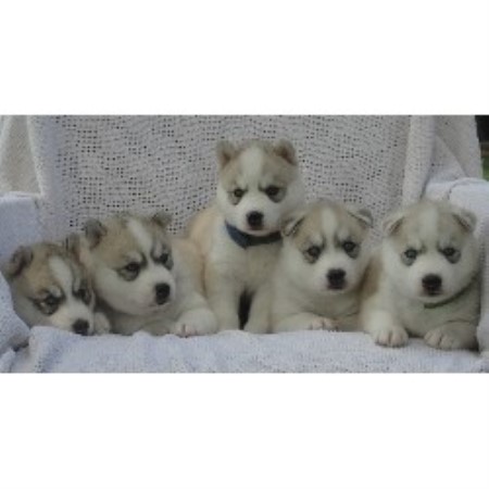 free husky puppies in indiana siberian husky breeders in indiana freedoglistings free husky puppies in indiana siberian husky breeders in indiana freedoglistings
