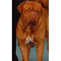 Dogue De Bordeaux Stud in Minnesota