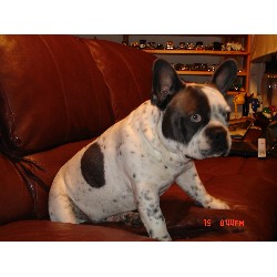 French Bulldog Stud in Oregon