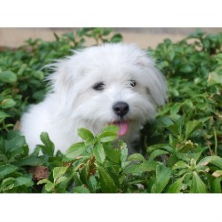 Coton De Tulear Breeder in Plainwell, Michigan