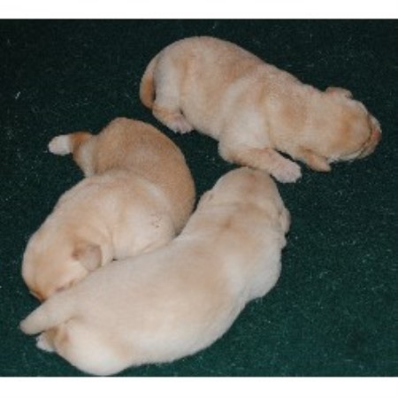 Labrador Retriever Breeder in Manakin Sabot, Virginia